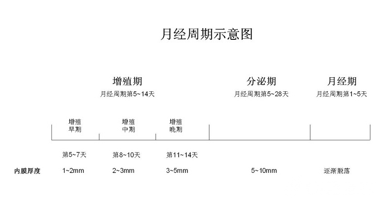 月经周期示意图